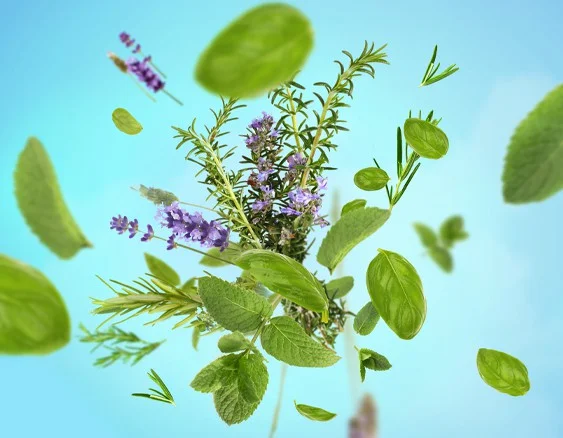 115094 aroma focus_aromaticke listi