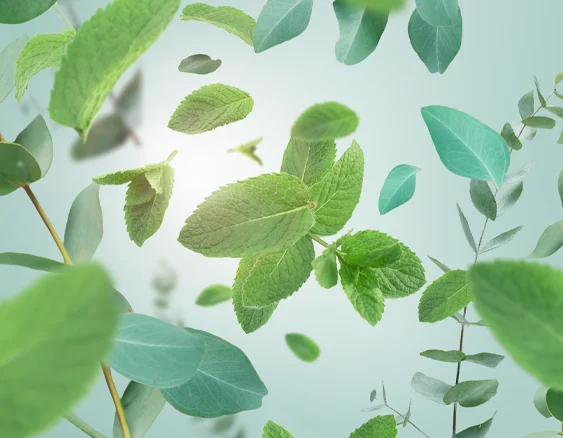 115093_Aroma Respire_ledova prochazka