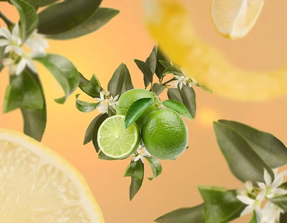 115116 citronovy kvet