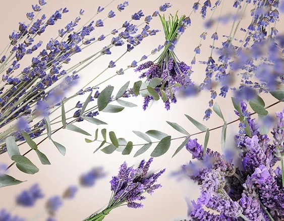 115000 levandulové pole