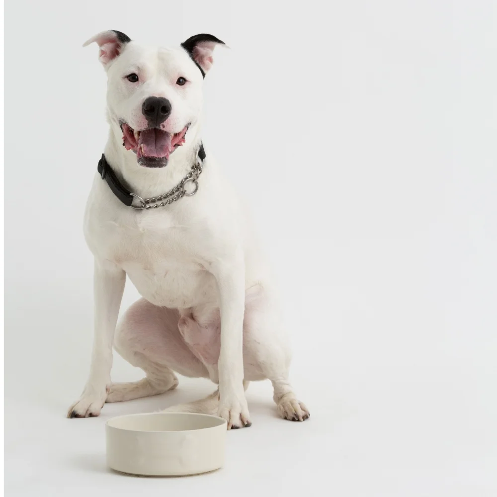 2030.466 Colour Mix 20cm Cream Dog Bowl Buster square (čtverec malý)