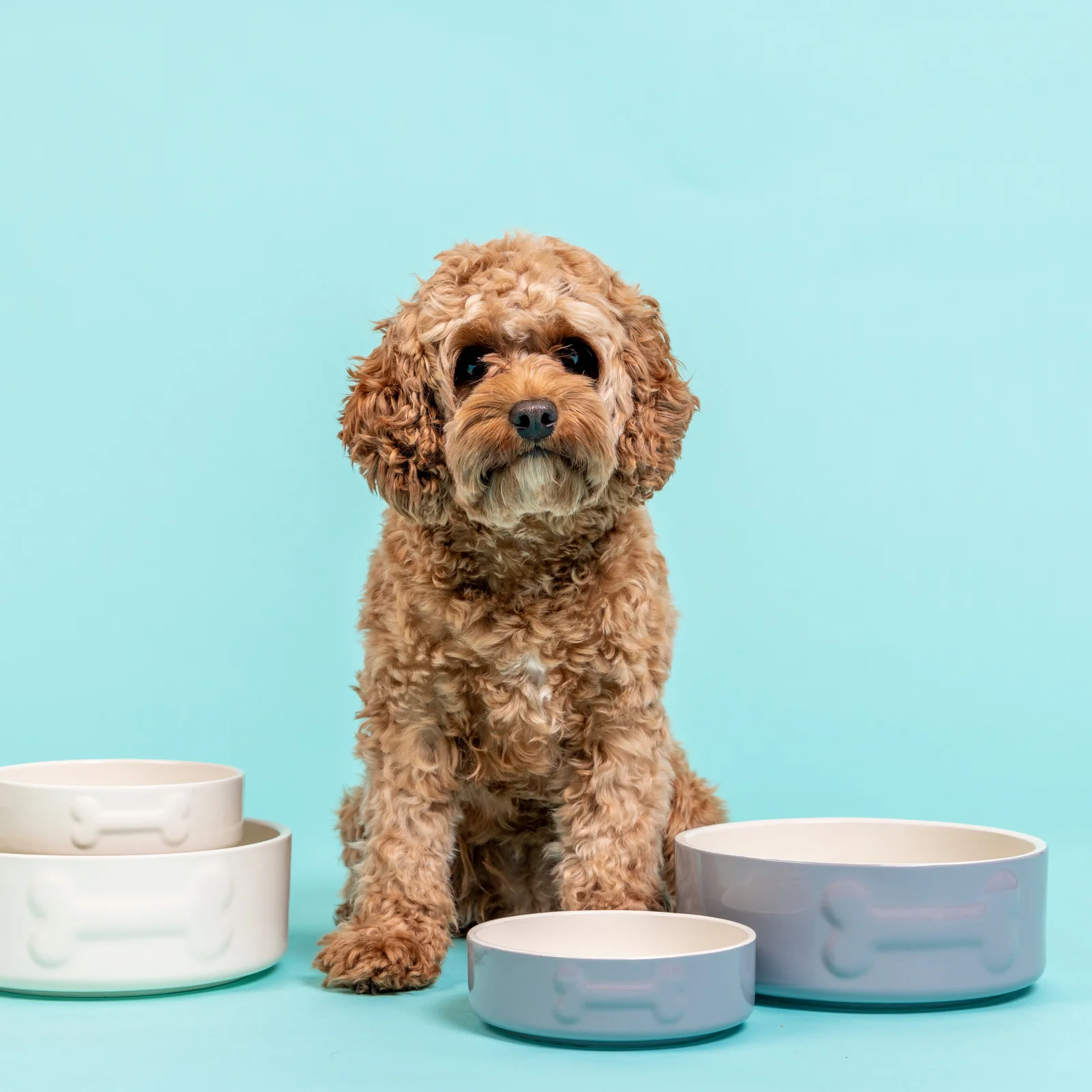 Mason Cash Pets Colour Mix Range_q2