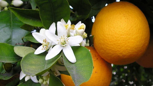 azahar_kvet_pomerance