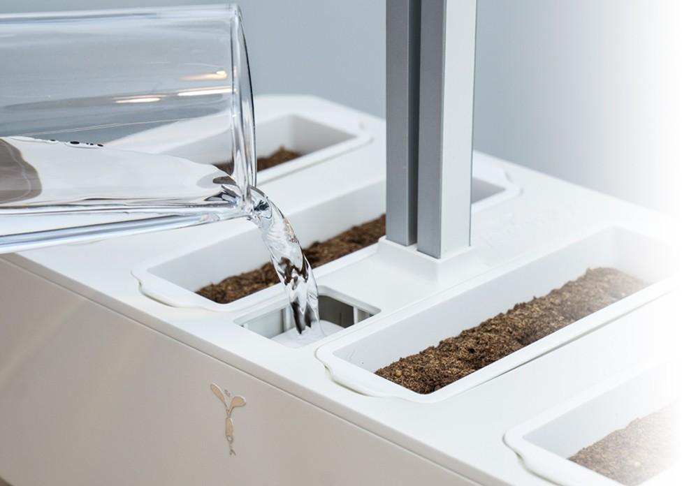 Lingot s BIO semeny bazalky fialové pro chytré květináče 