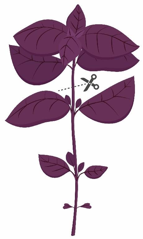 Lingot s BIO semeny bazalky fialové pro chytré květináče 