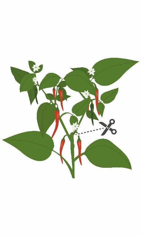 Lingot s BIO semeny Cayenne chili papriček pro chytré květináče 