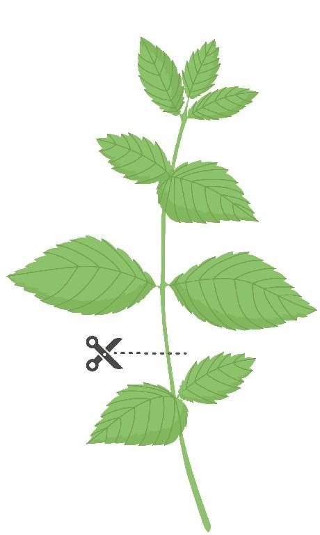 Lingot se semeny máty pro chytré květináče 