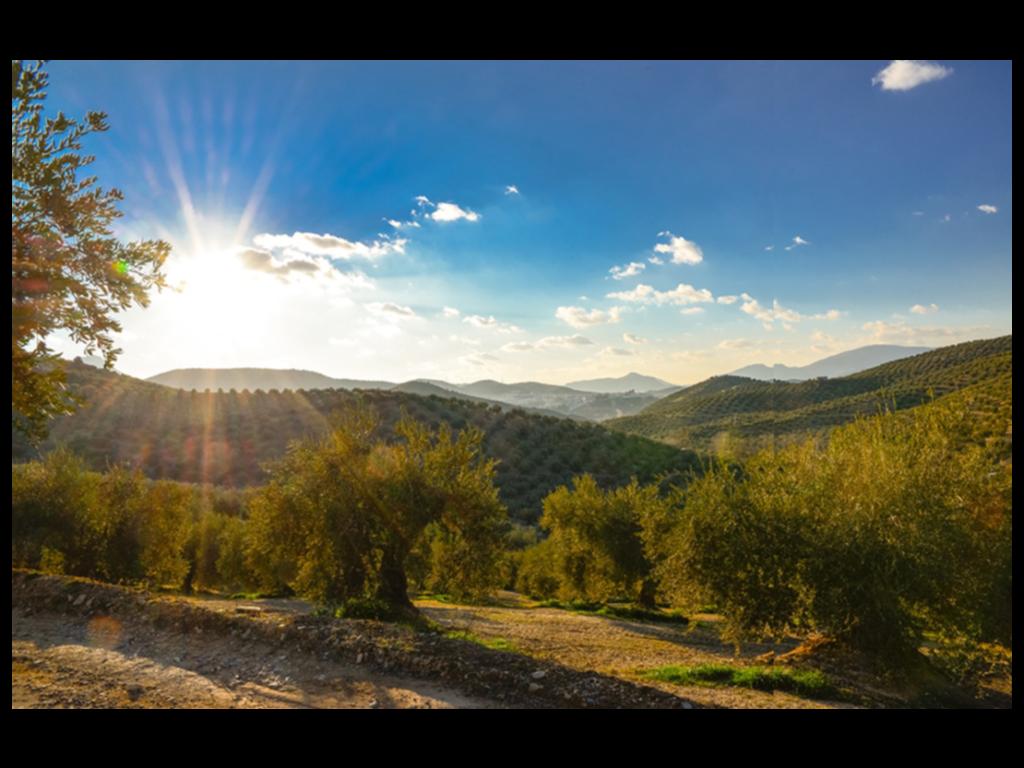 Extra Virgin olivový olej Epicure, 500 ml