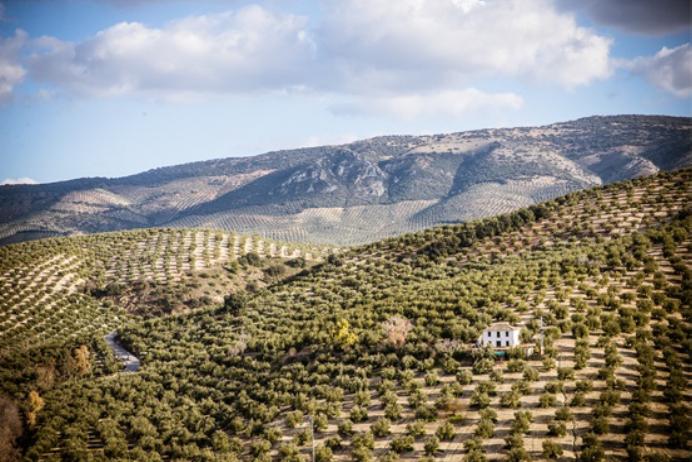 Extra Virgin olivový olej Epicure, 250 ml