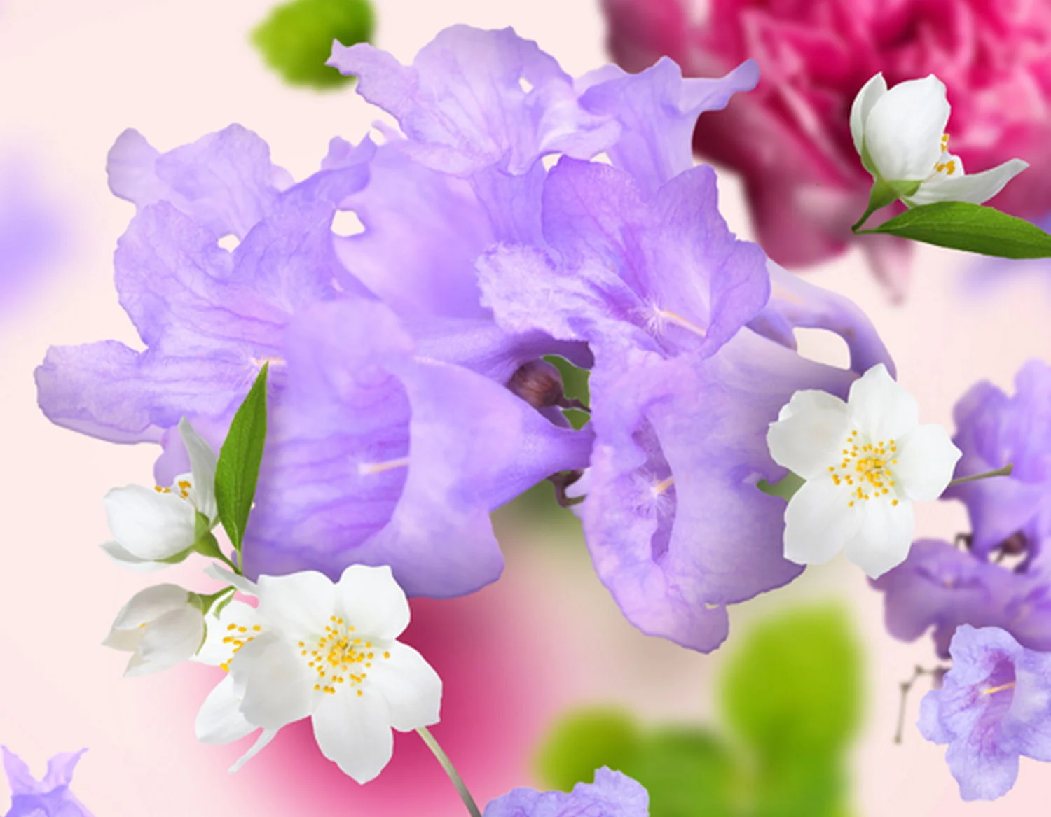 115149_pod_magnoliemi_obrazek_do_textu