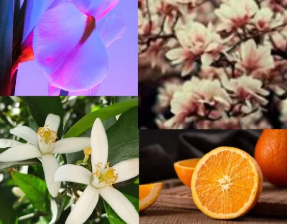 MBP_liliflora_dotextu