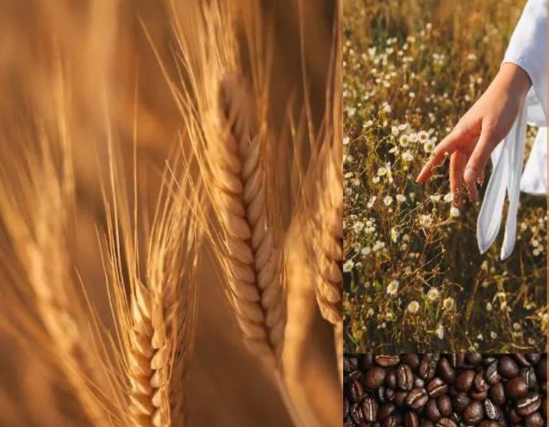 zlatavá pšenice dotextu