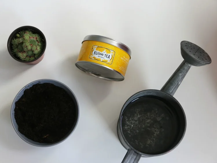 Přesaďte si oblíbenou rostlinku do plechovky od oblíbeného čaje.