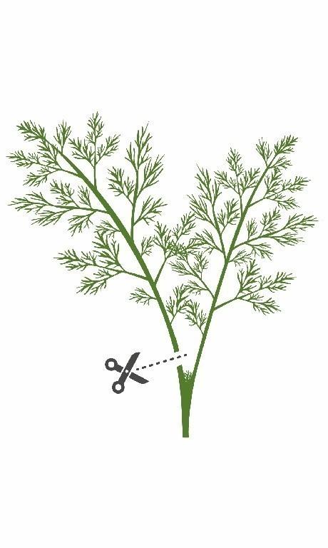 Lingot s BIO semenami kôpru pre inteligentné kvetináče