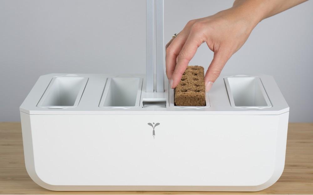 Lingot so semenami rozmarínu pre inteligentné kvetináče