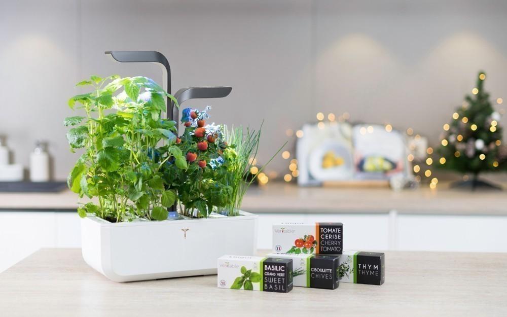 Lingot so semenami rozmarínu pre inteligentné kvetináče