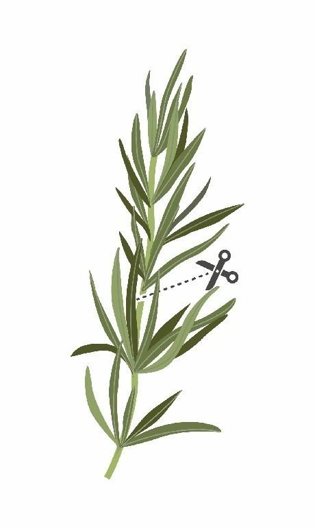 Lingot so semenami rozmarínu pre inteligentné kvetináče